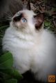 RAGDOLL mladiči (redno cepljeni in sterilizirani/kastrirani)