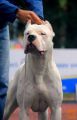 dogo argentino