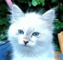 RAGDOLL MLADIČI (redno cepljeni in sterilizirani/kastrirani)