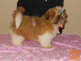 SHIH TZU samček z rodovnikom