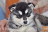 Aljaski malamut i akita inu stenci na prodaju