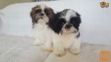 lepi shih tzu mladički