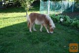 prodam žrebička , šetlandski poni-mini,moški spol