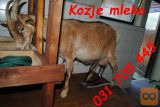 Kozje mleko koze