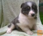 Border Collie, stene