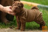 Sharpei mladički so zdaj na voljo