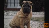Shar pei i šiba inu stenci na prodaju
