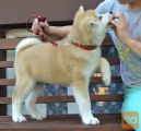 Akita inu i aljaski malamut stenci na prodaju