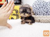 Yorkshirski terier// topstarmicropuppiestore@gmail.com