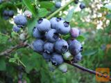 Sadike ameriške borovnice (Vaccinium corymbosum)