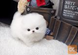 Pomeranski mladički.@// topstarmicropuppiestore@gmail.com