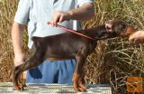 Doberman štenci