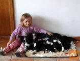 Borderski ovčar - Border Collie