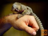 Baby marmoset opice za posvojitev