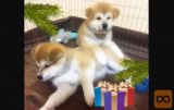 Akita inu i aljaski malamut stenci na prodaju