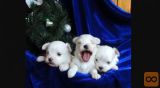 Maltezer i coton de tulear stenci na prodaju