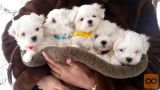 Maltezer i coton de tulear stenci na prodaju