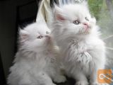 Wonderful Sphinx puppies