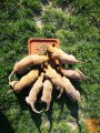 Belgijski ovčar Malinois