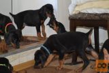 Doberman i rotvajler stenci na prodaju