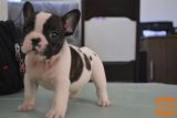 lep francoski buldog mladiček