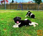 Americka Akita stenci