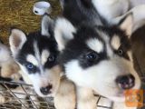 Sibirski husky