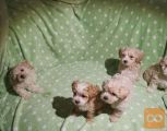 Čudovito leglo mladičev Maltipoo