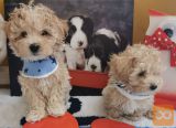 Maltipoo mladički