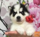 Sibirski haski i samojed stenci na prodaju