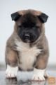 Americka akita