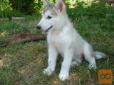 Aljaski malamut i akita inu stenci na prodaju