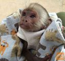9 tednov starih opic Baby kapucina na prodaj