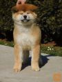 Japanska akita štenci