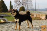 Shiba Inu puppies