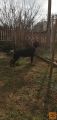Doberman štene
