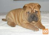 SHAR PEI