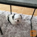 SHIH TZU MLADIČEK Z RODOVNIKOM