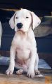 Dogo argentino i bulterijer stenci na prodaju