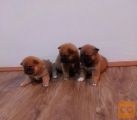 Shiba inu mladiči rezervacija
