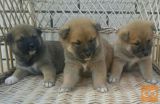Shiba inu stenci