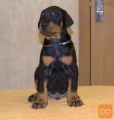 Doberman i rotvajler stenci na prodaju
