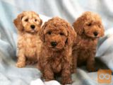 Charming Cockapoo puppies