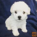 Bichon i bolonjezer stenci na prodaju