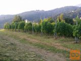 Prodaja vina
