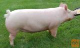 Svinja 300kg