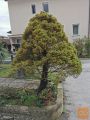 2 okrasna "drevesa"