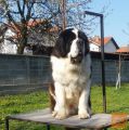 Bernardinec Mladički - St. Bernard kennel Od Mikija
