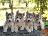 Sibirski Haski - Siberian Husky