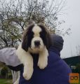Bernardinec Mladicki - St.bernard kennel Od Mikija